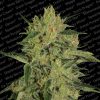 Paradise Seeds Nebula female Paradise Seeds Nebula female