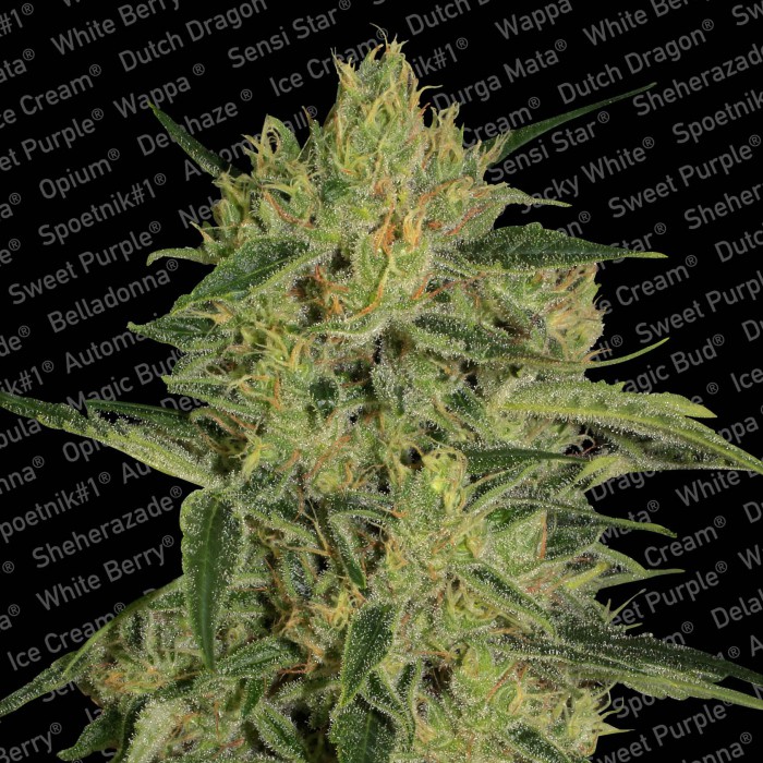 Paradise Seeds Nebula II CBD female Paradise Seeds Nebula II CBD female