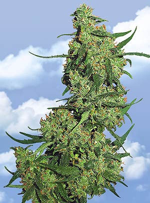 Flying Dutchmen Nepal Kush female Seeds Flying Dutchmen Nepal Kush female Seeds