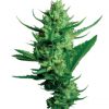 Dutch Passion Mazar female Seeds Dutch Passion Mazar female Seeds