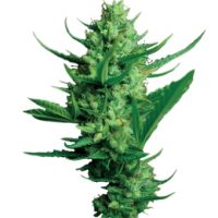 Dutch Passion Night Queen female Seeds  