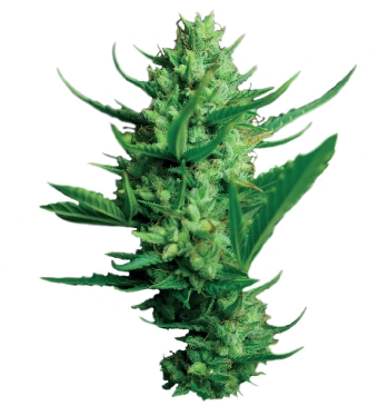 Dutch Passion Night Queen female Seeds Dutch Passion Night Queen female Seeds