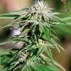 Barney's Farm NYC Diesel Auto female Seeds Barney's Farm NYC Diesel Auto female Seeds