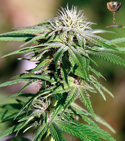 Barney's Farm Night Shade female Seeds Barney's Farm Night Shade female Seeds