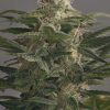 Dinafem OG Kush Auto female Seeds Dinafem OG Kush Auto female Seeds
