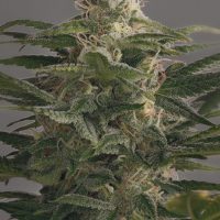 Dinafem OG Kush female Seeds  