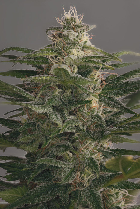 Dinafem OG Kush female Seeds Dinafem OG Kush female Seeds