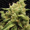 Paradise Seeds Nebula II CBD female Paradise Seeds Nebula II CBD female