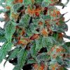 Dutch Passion Night Queen female Seeds Dutch Passion Night Queen female Seeds