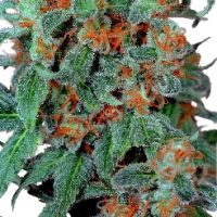 Dutch Passion Orange Bud female Seeds  