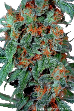 Dutch Passion Orange Bud female Seeds Dutch Passion Orange Bud female Seeds