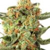 Dutch Passion Ortega Indica female Seeds Dutch Passion Ortega Indica female Seeds