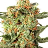 Dutch Passion Orange Hill Special female Seeds  