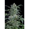 Dinafem Original Amnesia female Seeds Dinafem Original Amnesia female Seeds