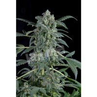 Dinafem Original Amnesia Automatic female Seeds  