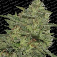 Paradise Seeds Original Cheese female  