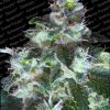 Paradise Seeds Original Cheese female  