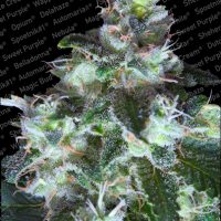 Paradise Seeds Original White Widow female  
