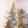 Female seeds company Pure AK Female seeds company Pure AK