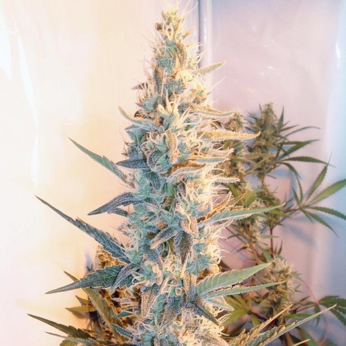 Female seeds company Outdoor Grapefruit female Seeds Female seeds company Outdoor Grapefruit female Seeds