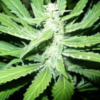 Nirvana Seeds P.P.P. (Pure Power Plant) female Seeds  
