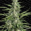 Paradise Seeds Original White Widow female  