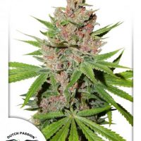 Dutch Passion Passion Fruit female Seeds  