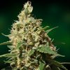 Barney's Farm NYC Diesel Auto female Seeds Barney's Farm NYC Diesel Auto female Seeds