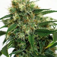 Barney's Farm Phatt Fruity female Seeds  