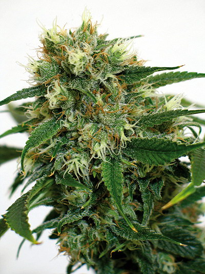 Barney's Farm Phatt Fruity female Seeds Barney's Farm Phatt Fruity female Seeds