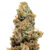 Barney's Farm Phatt Fruity female Seeds Barney's Farm Phatt Fruity female Seeds
