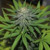 Barney's Farm Pineapple Chunk female Seeds Barney's Farm Pineapple Chunk female Seeds