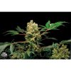 Dinafem Purple Afghan Kush female Seeds Dinafem Purple Afghan Kush female Seeds