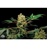 Dinafem Power Kush female Seeds  
