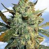 Flying Dutchmen Skunk #1 female Seeds Flying Dutchmen Skunk #1 female Seeds