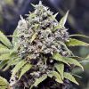 Female seeds company Purple Maroc female Seeds Female seeds company Purple Maroc female Seeds
