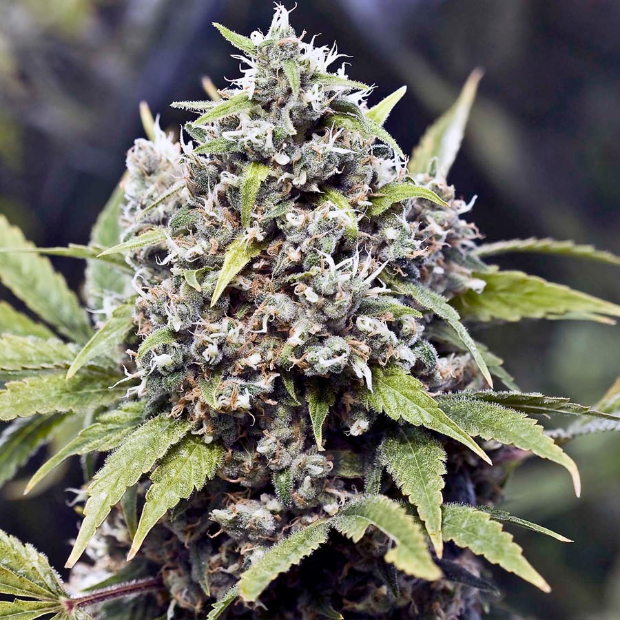 Female seeds company Pure AK Female seeds company Pure AK
