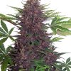 Buddha Seeds Magnum Auto female Seeds Buddha Seeds Magnum Auto female Seeds