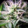 Female seeds company Pure AK Female seeds company Pure AK