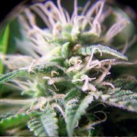 Female seeds company Purple Maroc female Seeds  