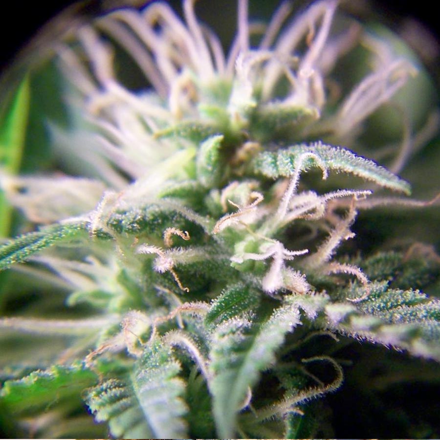 Female seeds company Purple Maroc female Seeds Female seeds company Purple Maroc female Seeds