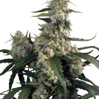 Buddha Seeds Quasar female Seeds  