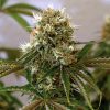 Barney's Farm Pineapple Express Auto Flowering female Seeds Barney's Farm Pineapple Express Auto Flowering female Seeds