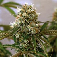 Barney's Farm Red Cherry Berry female Seeds  