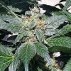 Barney's Farm Red Cherry Berry female Seeds Barney's Farm Red Cherry Berry female Seeds