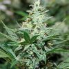 Barney's FarmSin Tra Bajo Auto female Seeds Barney's FarmSin Tra Bajo Auto female Seeds