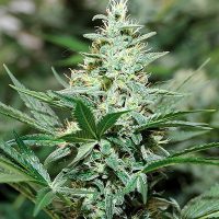 Barney's Farm Red Dragon female Seeds  