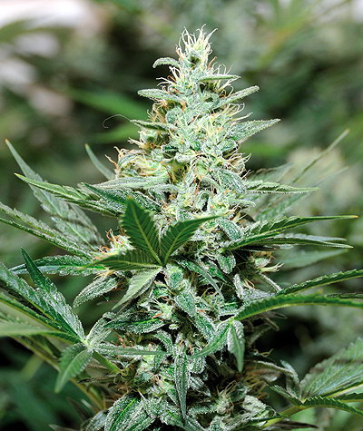 Barney's Farm Red Dragon female Seeds Barney's Farm Red Dragon female Seeds