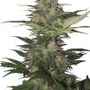 Buddha Seeds Syrup Auto female Seeds  