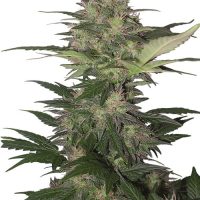 Buddha Seeds Red Dwarf Auto female Seeds  